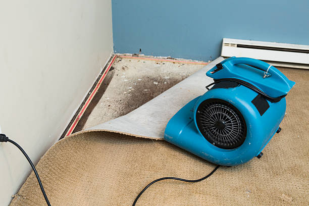 Best Water damage restoration near me  in Kapaau, HI